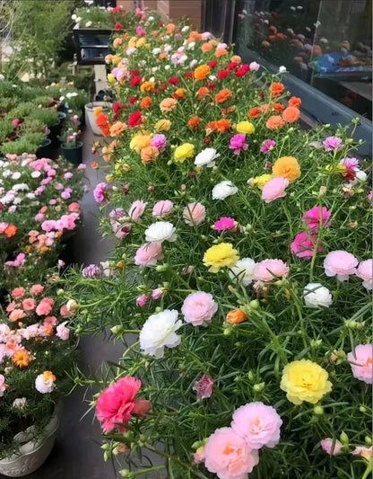 🌸 Double Delight Moss Rose Seeds – 🌿 Perennial / Giant Blooms / No-Fuss Growth