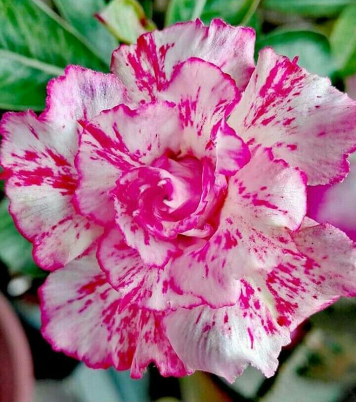 🔥Desert roses up to 50% off – Now at a Discount!🎁 😍Loves to bloom, long flowering period 🌵 Desert Rose