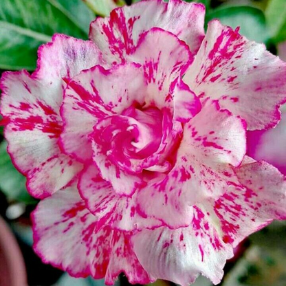 🌵⁺♡₊Bring Exotic Desert Rose Beauty Into Your Garden