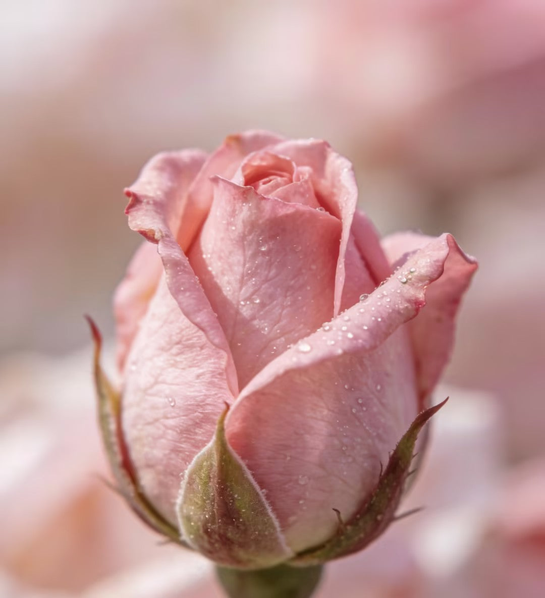 🌹🌹🌹Transform Any Space Into a Luxury Rose Garden — Instantly