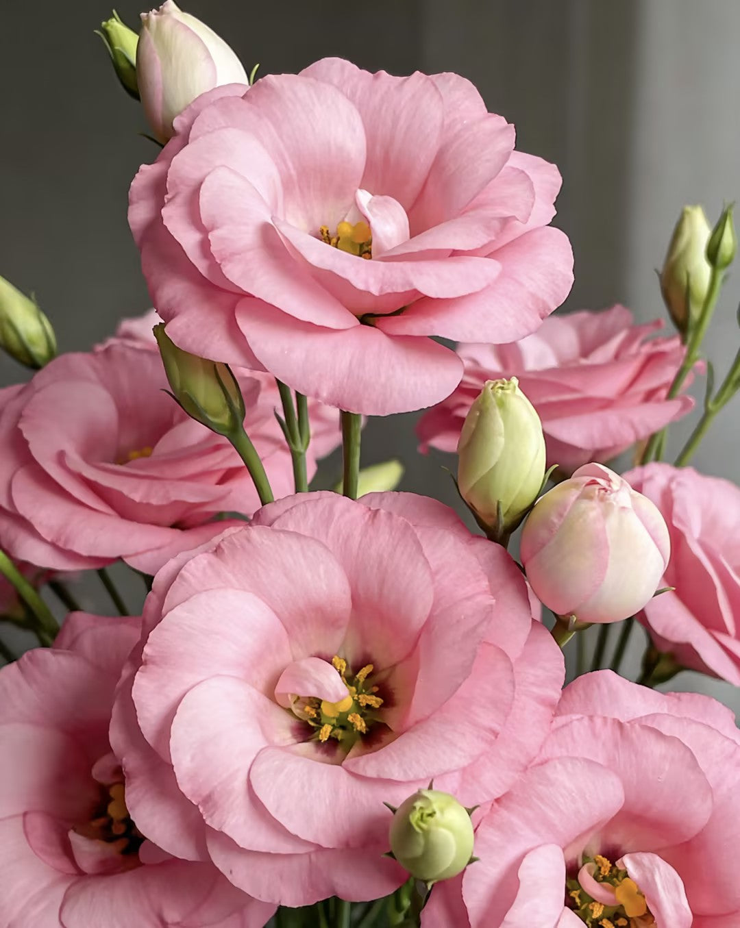 💖🌷Experience the Beauty of Eustoma in Your Own Garden 💐
