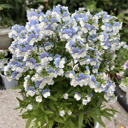 Nemesia ‘Sincere Love’❤️ – Easy-to-Grow, Fragrant Blooms Perfect for Borders, Pots & Pollinator Gardens🔥🔥