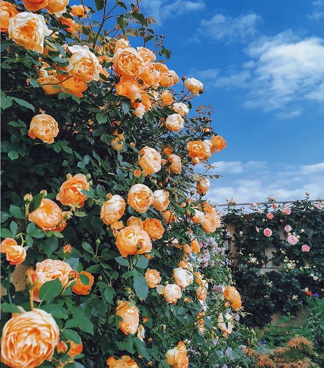 🌹 Fast-Growing Climbing Roses – Beautiful Blooms in Just One Year!