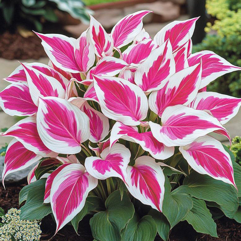 🌿Rare Premium Hosta Bulbs– Easy to grow🌸Transform Your Garden!