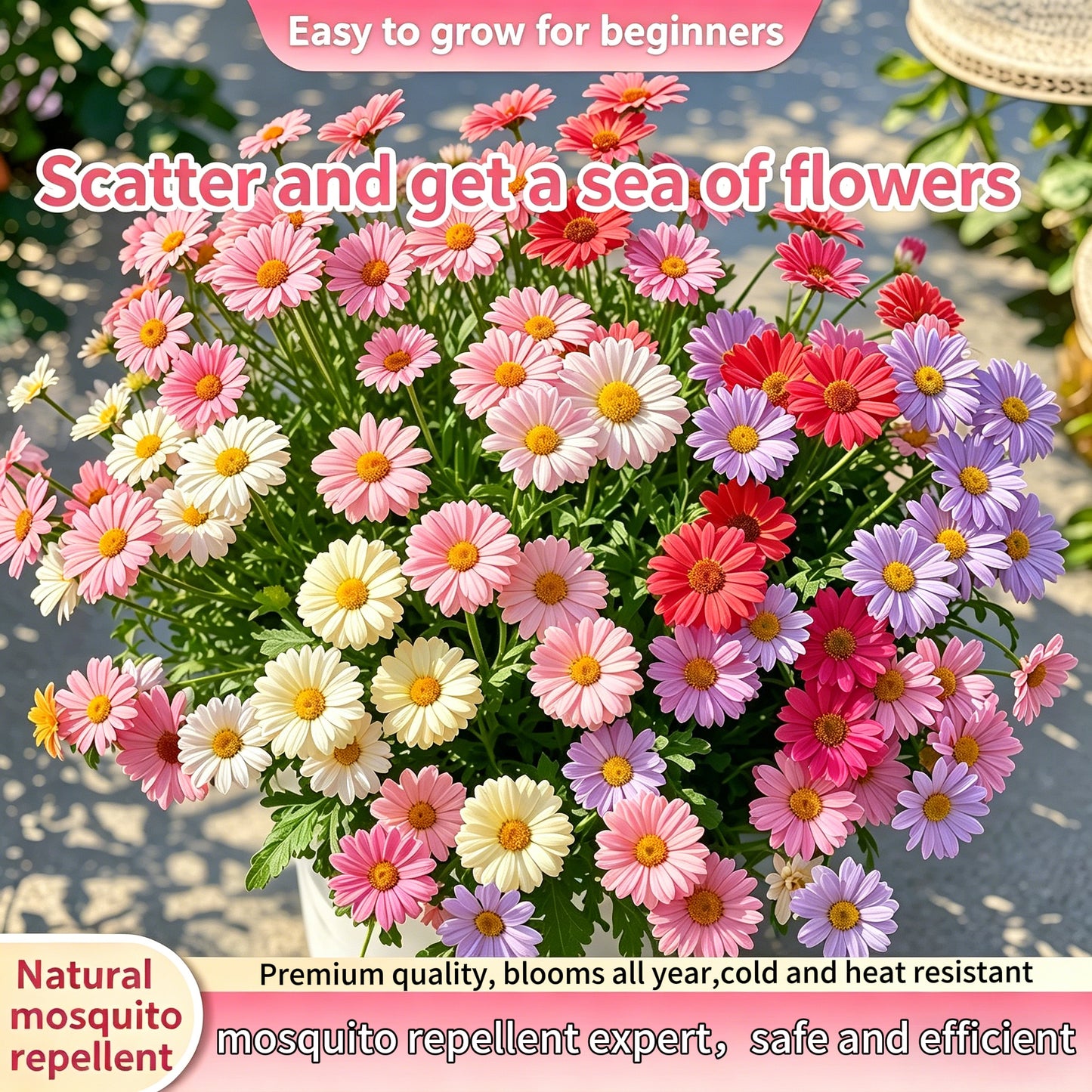 ❌️🦟Mixed Color Pyrethrum Daisies for a Healthier Garden 🌸