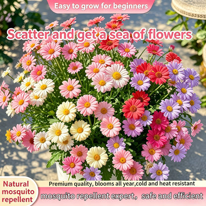 ❌️🦟Mixed Color Pyrethrum Daisies for a Healthier Garden 🌸