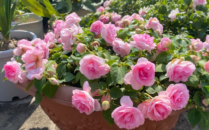 Premium Double Impatiens Seeds — Lush Double Petal Flowers for Containers🌸
