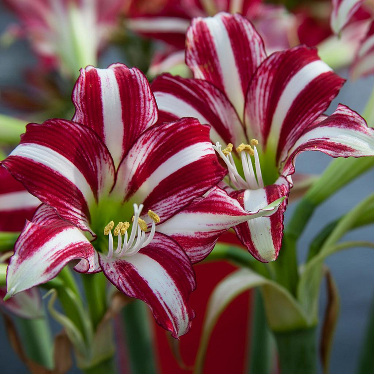 Easy to grow 🌸 Rare color lily seeds 🌸