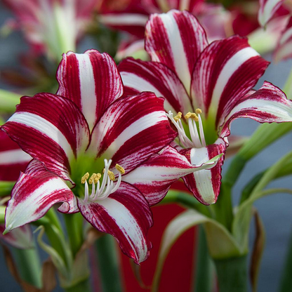 Easy to grow 🌸 Rare color lily seeds 🌸