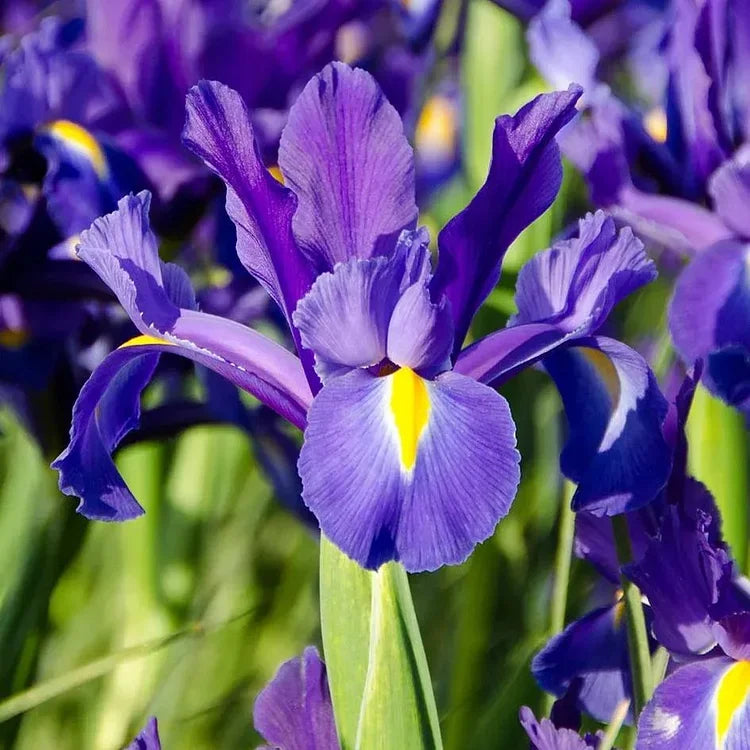 Deep Purple