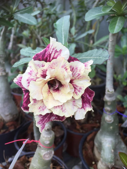 🌸Adenium Desert Rose -No green thumb needed! 🌵 Rare Adenium Obesum Bulbs🌹