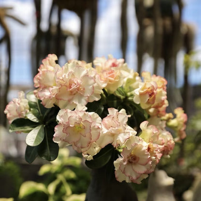 🌵⁺♡₊Bring Exotic Desert Rose Beauty Into Your Garden