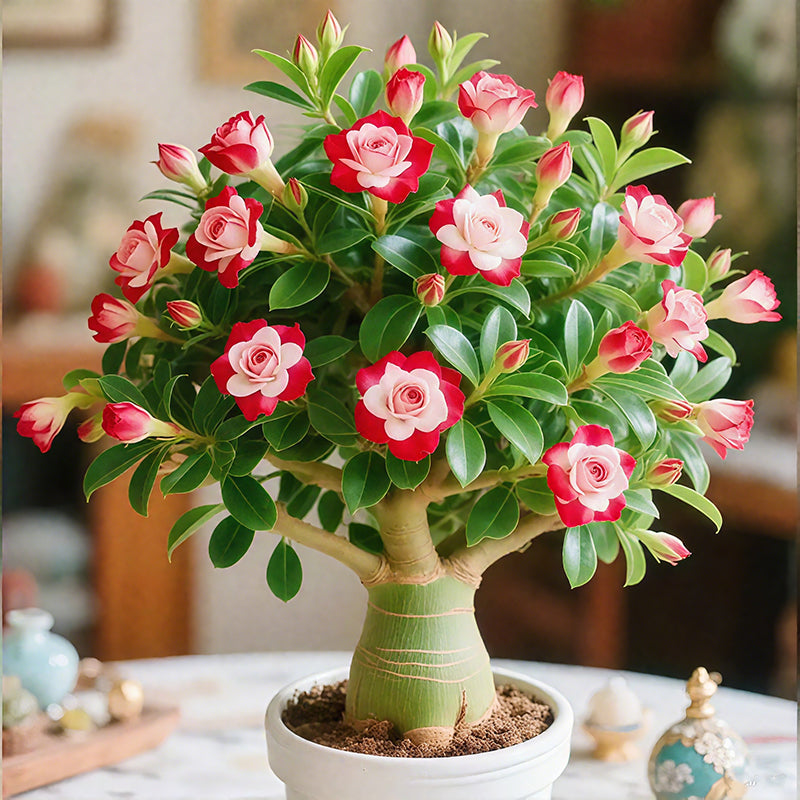 🏠💥Rare Desert Rose Bulbs🌵🌺Easy To Grow On Your Patio And Balcony At Home