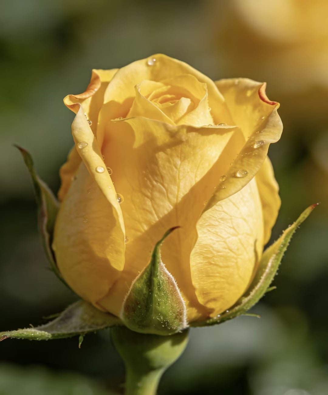 🌹🌹🌹Transform Any Space Into a Luxury Rose Garden — Instantly