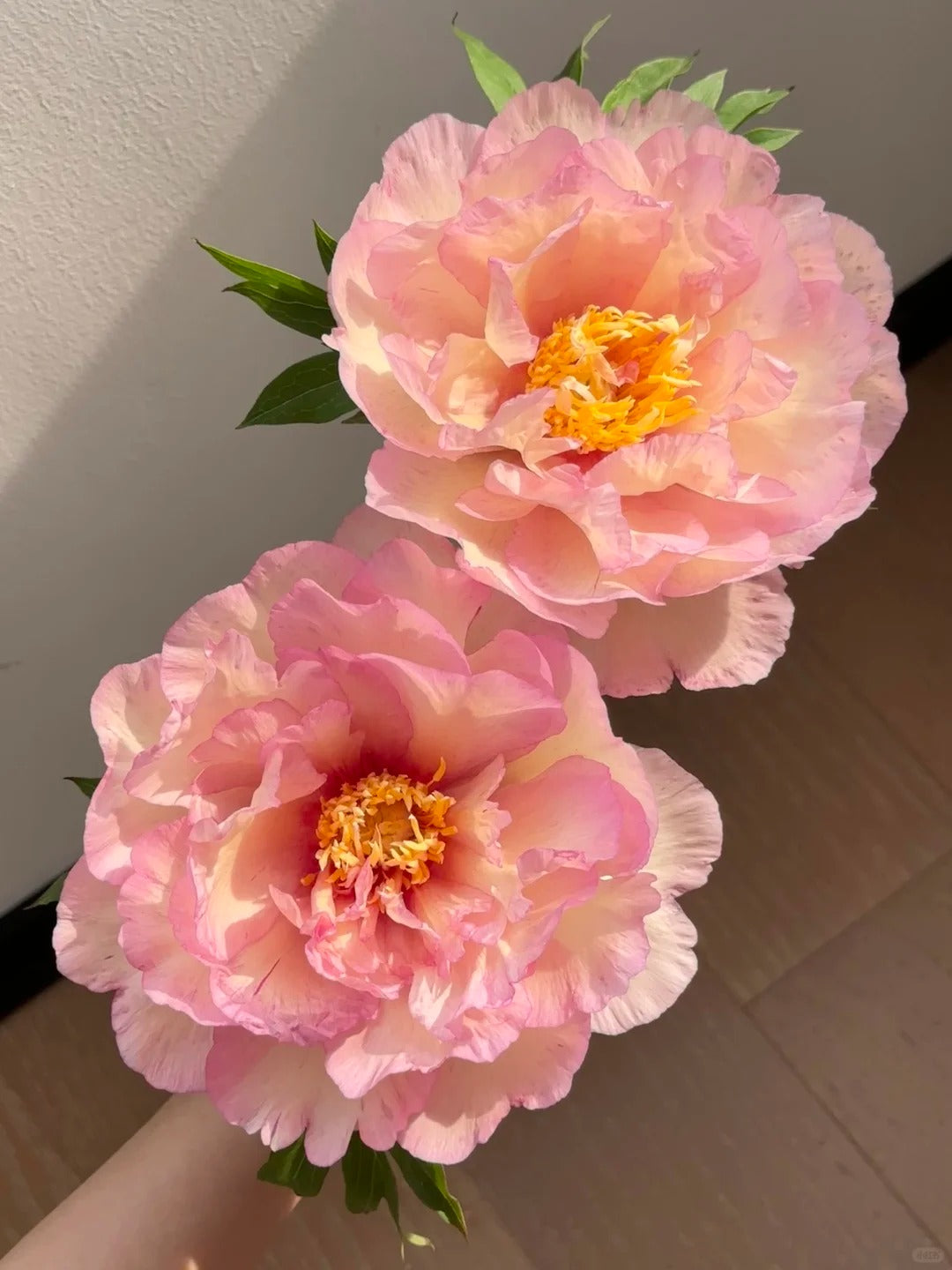 🌺 Peony Bulbs: The Queen of Flowers for Your Garden