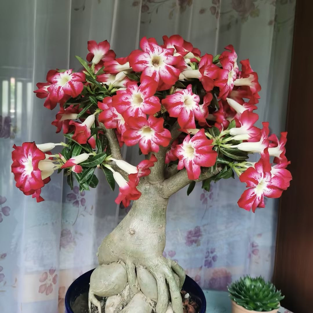 🌵⁺♡₊Bring Exotic Desert Rose Beauty Into Your Garden