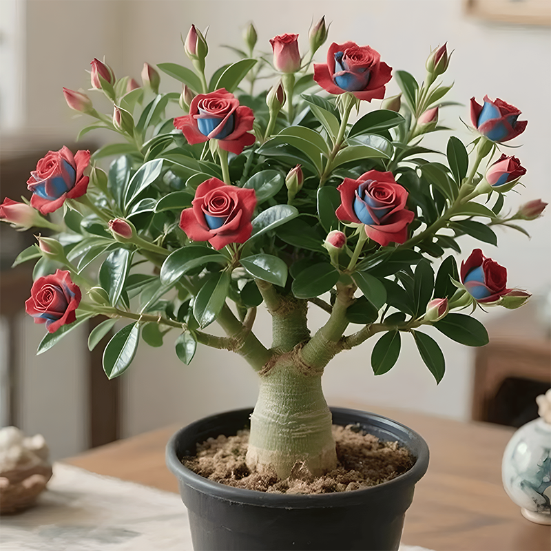 🏠💥Rare Desert Rose Bulbs🌵🌺Easy To Grow On Your Patio And Balcony At Home