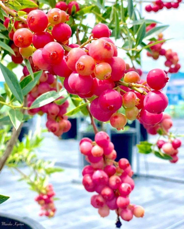 Pink Bliss Blueberry Seeds – Rare Pink Berries with Extra Sweet Flavor, Perfect for Home Gardens