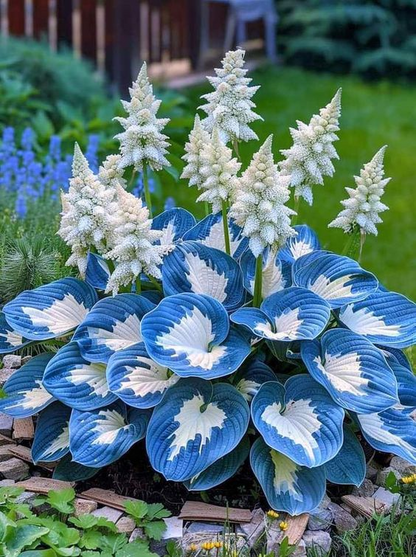 🔥Rare and premium quality hosta seeds🌿Your Garden Will Look Professionally Designed