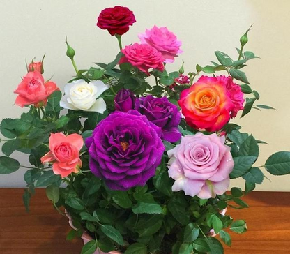 💐Mixed Color Rose Combination Seeds