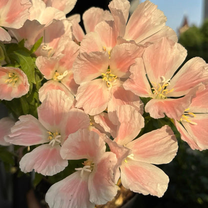 Godetia flower seeds 🌼 Clarkia amoena (Farewell-to-Spring)