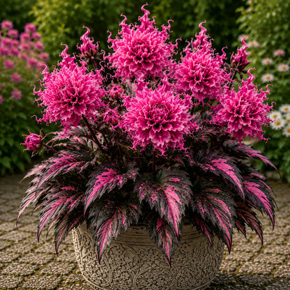🤗🌸 Variegated Dahlia Bulbs 🌿💥 Stunning Multi-Color Blooms, Easy to Grow