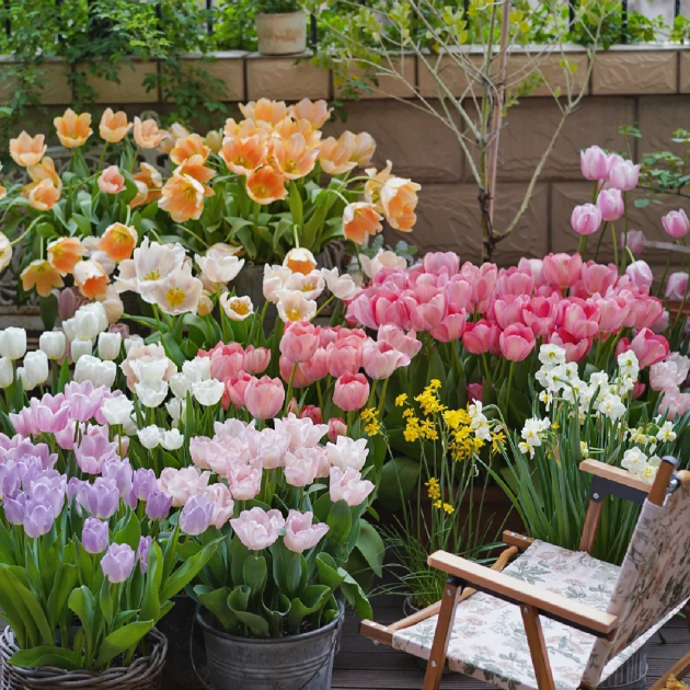 🌷‎⋆. ݁Create a Garden Full of Elegant Tulips