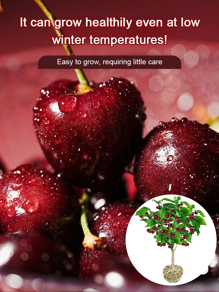 ✨Top Grade & Productive – Chilean Cherry Seeds Direct from Origin🌱98% survival rate. Suitable for beginners.🍒