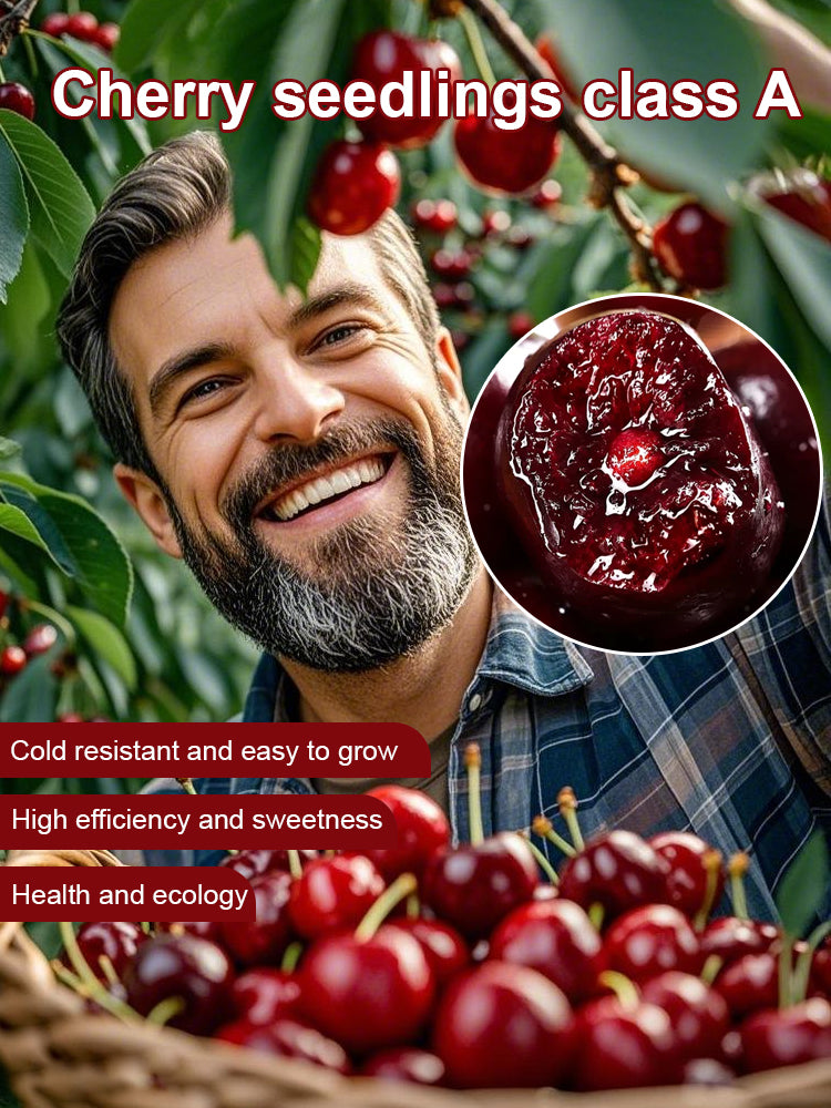 ✨Top Grade & Productive – Chilean Cherry Seeds Direct from Origin🌱98% survival rate. Suitable for beginners.🍒