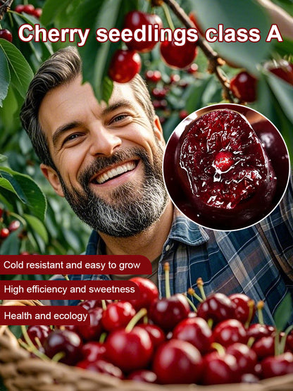 ✨Top Grade & Productive – Chilean Cherry Seeds Direct from Origin🌱98% survival rate. Suitable for beginners.🍒