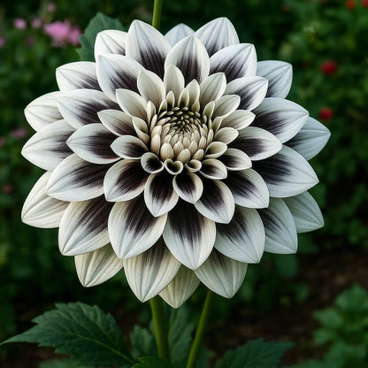 🌺 Rare Double Dahlias 🌿 Bold, Lush Blooms You Won’t Find in Ordinary Gardens