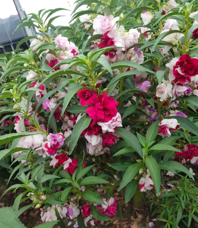 Premium Double Impatiens Seeds — Lush Double Petal Flowers for Containers🌸