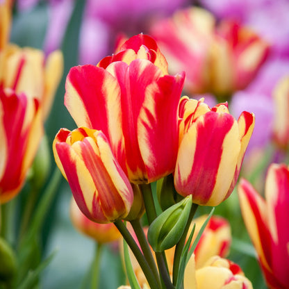 Multiflora Tulip Bulbs (Club Series)🌷 Grow in Water or Soil, Bloom Next Month