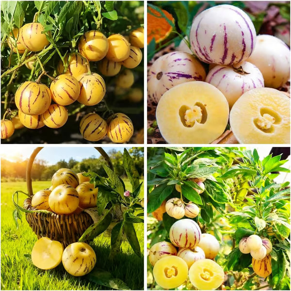 🍈 Grow Sweet, Juicy Melons Right at Home
