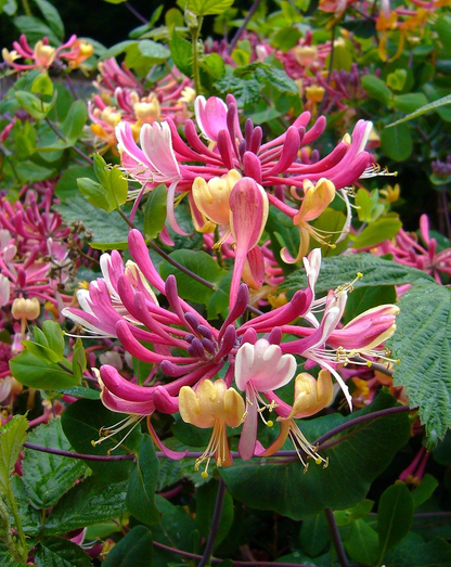 🐝Mixed Color Honeysuckle Seeds | Perennial Climbing Flower, Easy to Grow, Fragrant
