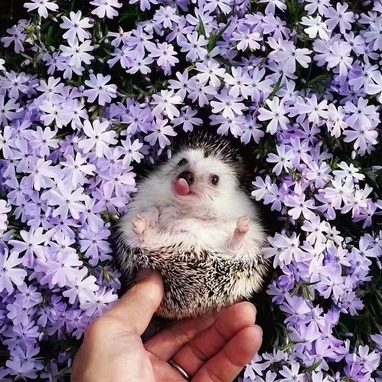 🔥Purple