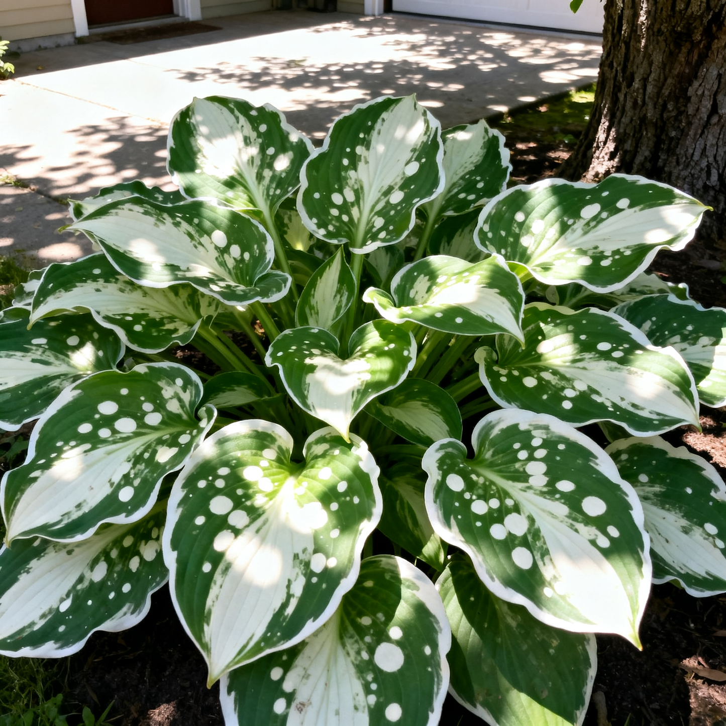 🎁Special Offer🍃 Rare colored Hosta rhizome🌿