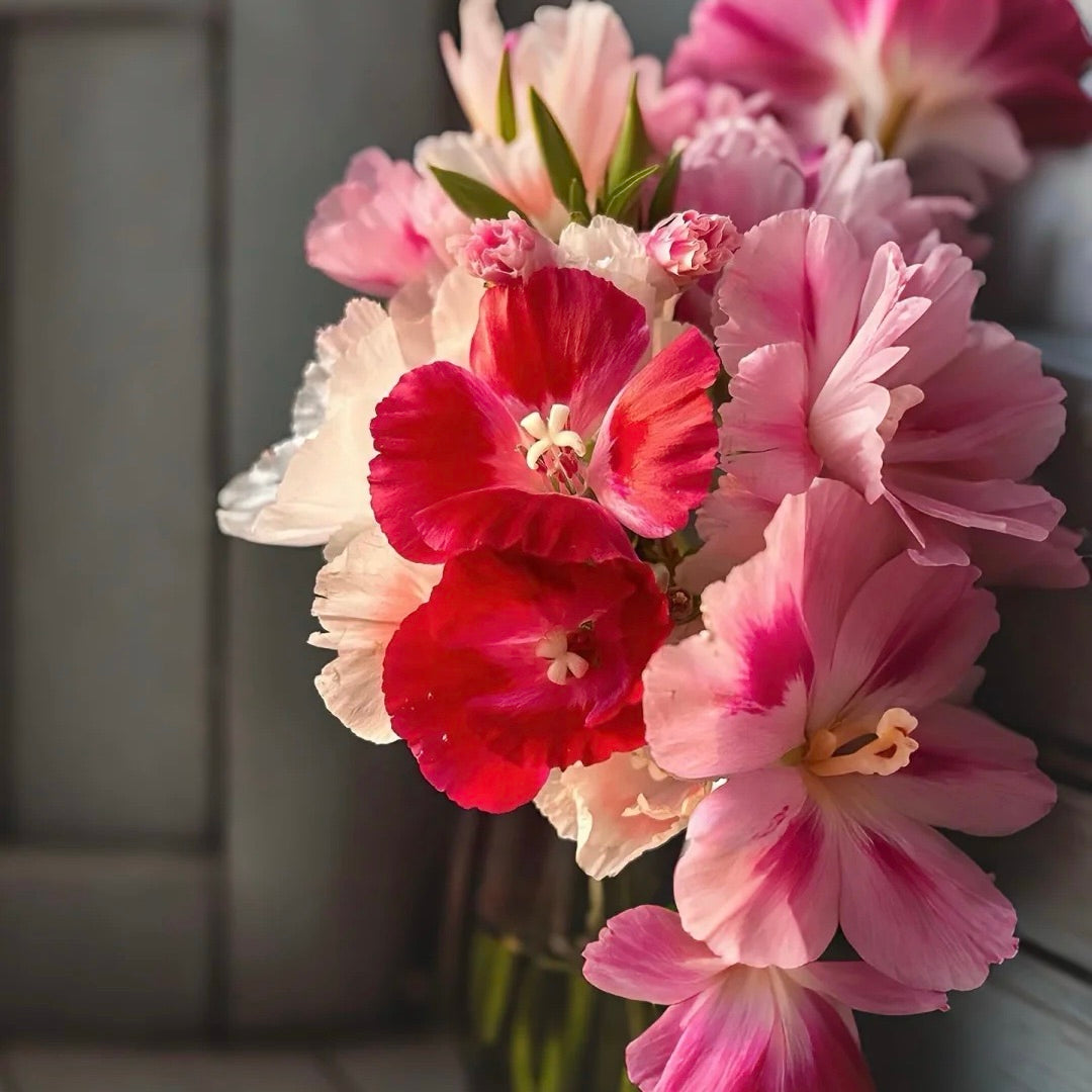 Godetia flower seeds 🌼 Clarkia amoena (Farewell-to-Spring)