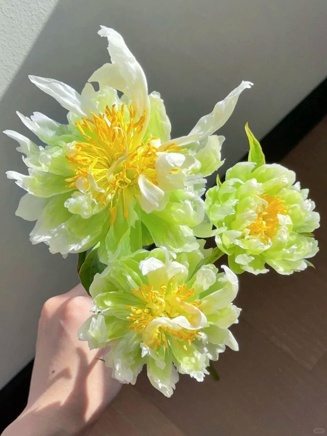 🌺 Peony Bulbs: The Queen of Flowers for Your Garden