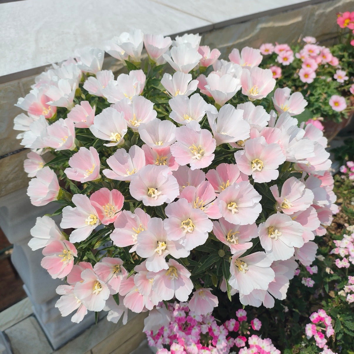 Godetia flower seeds 🌼 Clarkia amoena (Farewell-to-Spring)
