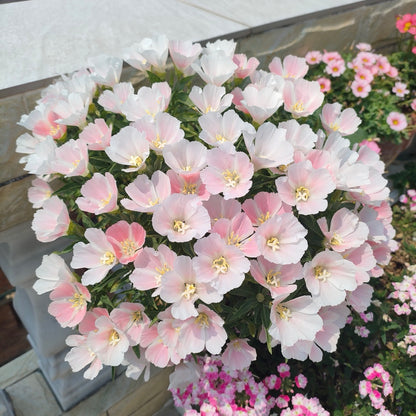 Godetia flower seeds 🌼 Clarkia amoena (Farewell-to-Spring)