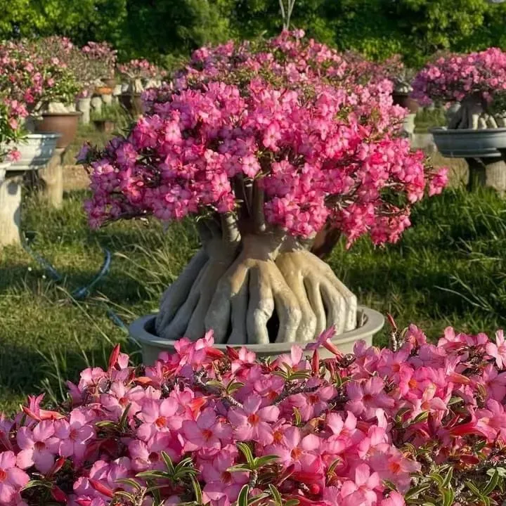 🌸Adenium Desert Rose -No green thumb needed! 🌵 Rare Adenium Obesum Bulbs🌹