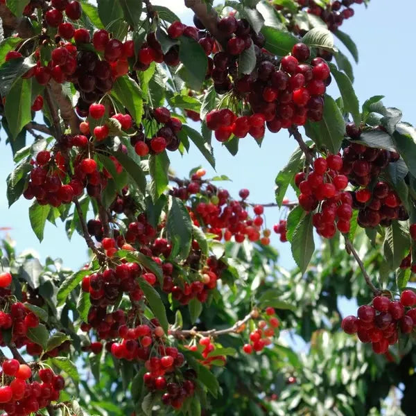 🌳BIG SALE🍒Cherry tree seeds / Cherry seeds Plant Ideal for Gardens