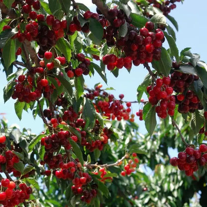 🌳BIG SALE🍒Cherry tree seeds / Cherry seeds Plant Ideal for Gardens