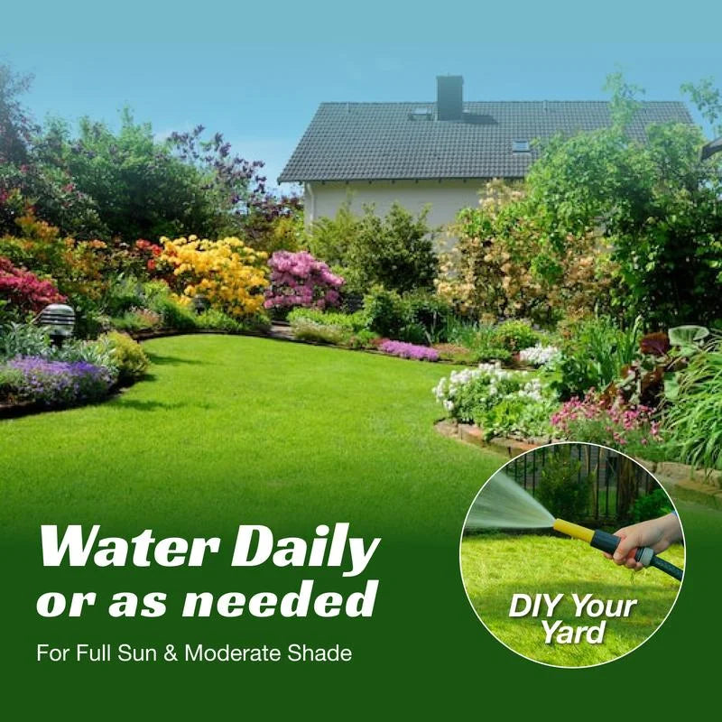 🌿🌿Four Seasons Evergreen Dwarf Grass Seeds – Your Lawn’s New Best Friend☀️