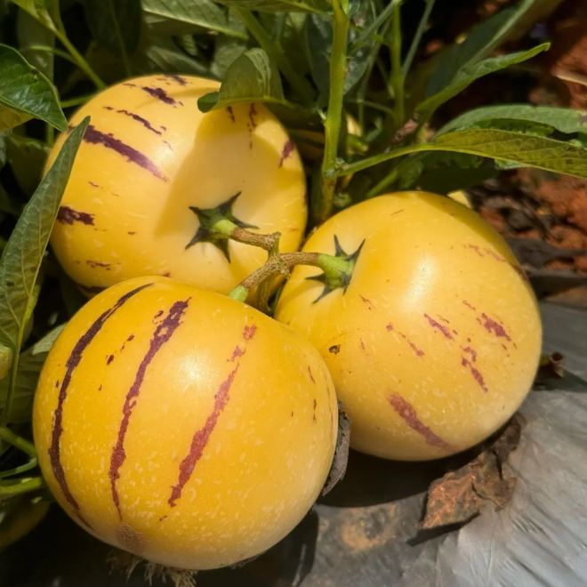 😋Plant Once, Harvest Sweet Pepino Fruits All Season