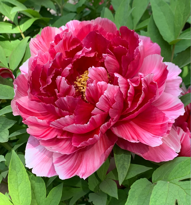 🌺Multicolor Peony Seeds