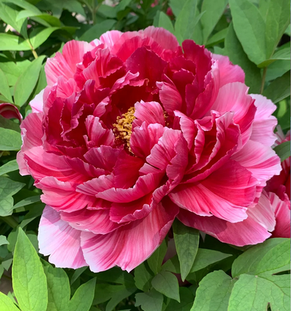 🌺Multicolor Peony Seeds