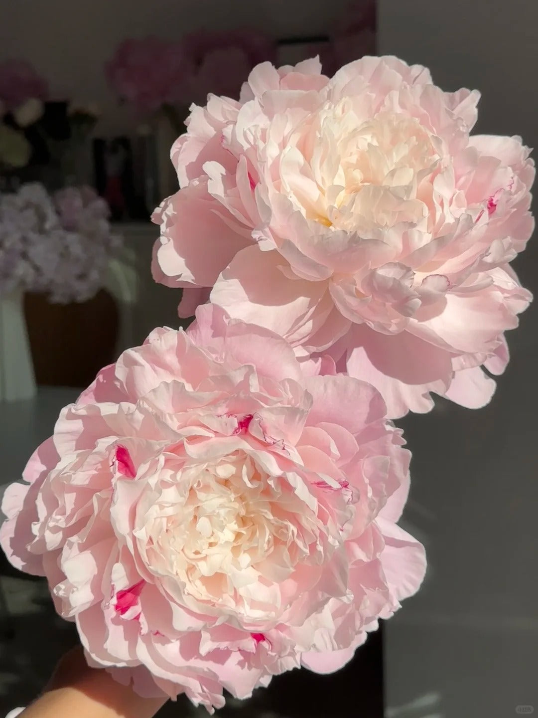 🌺 Peony Bulbs: The Queen of Flowers for Your Garden