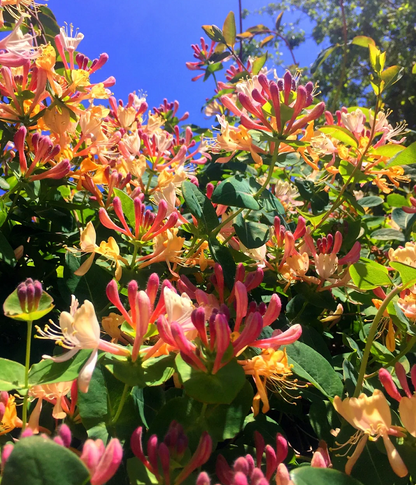 🐝Mixed Color Honeysuckle Seeds | Perennial Climbing Flower, Easy to Grow, Fragrant